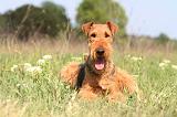 AIREDALE TERRIER 188